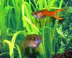 Poecilia Wingei Red Scarlet M (Maschio)