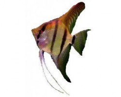 Pterophyllum Scalare Amazon 1,5-2