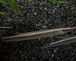 Boulengerella Lateristriga Xl