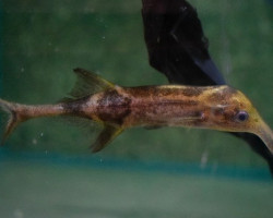 Campylomormyrus Tamandua M