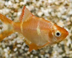 Puntigrus Tetrazona Albino M