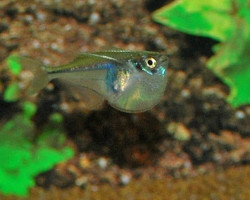 Carnegiella Myersi S/M