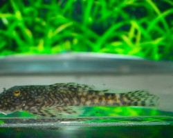 Chaetostoma Sp. Colombia  M