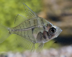 Parambassis Ranga M/L