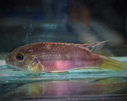 Benitochromis Nigrodorsalis ''Moliwe'