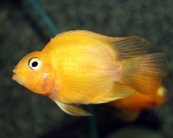 Cichlidae Sp. Parrot Yellow M