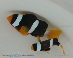 Amphiprion Clarkii M