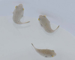 Arothron Manilensis L