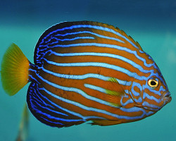 Chaetodontoplus Septentrionalis M