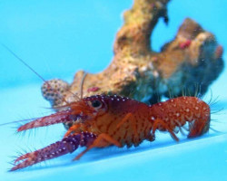 Enoplometopus Daumi M