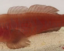 Gobiodon Quinquestrigatus M