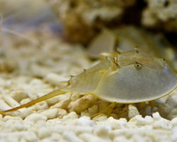 Limulus Polyphemus L