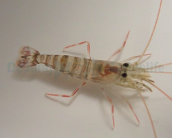 Lysmata Kuekenthali M