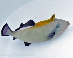 Melichthys Indicus L