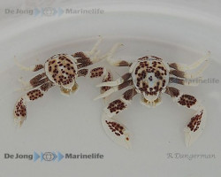 Neopetrolisthes Ohshimai M