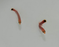 Pseudochromis Elongatus M