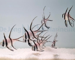 Pterapogon Kauderni -  Allevato Europa M