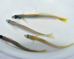 Ptereleotris Microlepis M