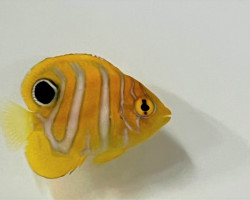 Pygoplites Diacanthus - Allevato Europa  S