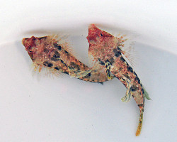 Synchiropus Moyeri M