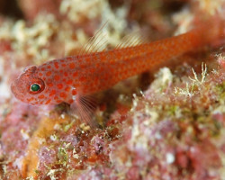 Trimma Macrophthalma S