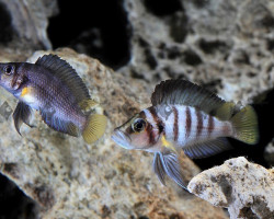 Altolamprologus Compressiceps Sumbu Shell 2,5-3