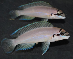 Chalinochromis Brichardi 5,5-7