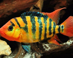 Cichlasoma Festae 2-3