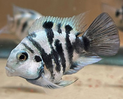 Cichlasoma Parrot Polar Blue 4-5