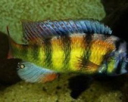 Haplochromis Obliquidens Zebra 8-9Cm