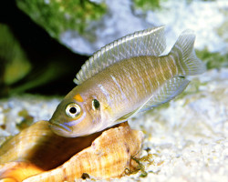 Lamprologus Brevis 5,5-7Cm