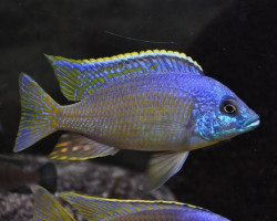 Otopharynx Blue Face 3-4Cm