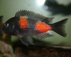 Tropheus Moorii Bulu Point (Kirschfleck) 3-3,5Cm