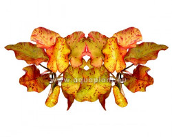 Nymphea Tigerlotus With Leaves (Total Price For 2 Bulbs In 1 Cup)