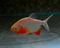 Piaractus Brachypomus Albino M