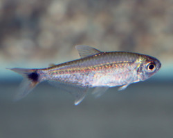 Hemigrammus Rodwayi L
