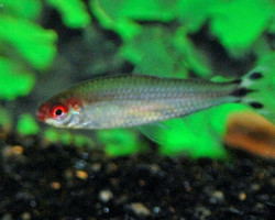 Hemigrammus Bleheri Xl