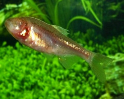 Astyanax Mexicanus S