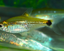 Serrpinus Notomelas M