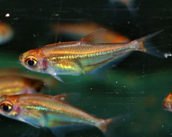 Heterocharax Virgulatus L