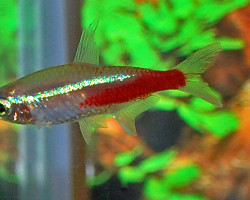 Paracheirodon Innesi Gold M