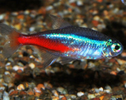 Paracheirodon Innesi  L
