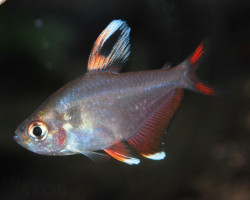 Hyphessobrycon Rosaceus Whitefin S