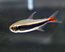 Hyphessobrycon Peruvianus M