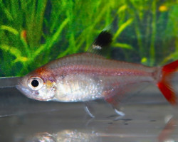 Hyphessobrycon Micropterus M