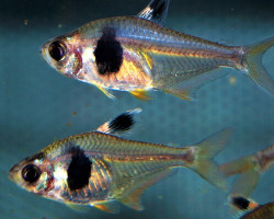 Hyphessobrycon Takasei M