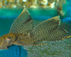 Ancistrus Cf. Cirrhosus Long Fin Xl