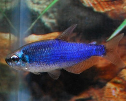 Inpaichthys Kerri Super Blue L
