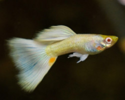 Guppy Platinum Albino   M