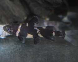 Leiocassis Siamensis M